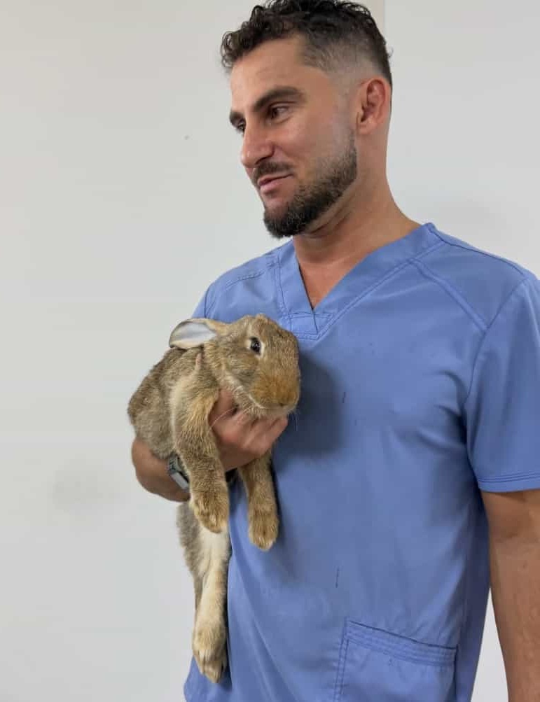 Dr. Felipe con conejo para cirugía de castración Veterinaria viendo dentadura a una mascota perro