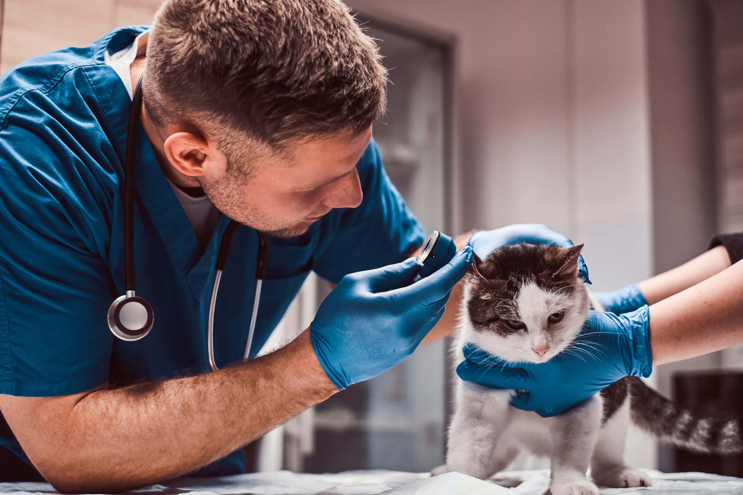 El Dr. Felipe examinando una infección de oído en un gato con un otoscopio en Vet and Market cr -El Torito. Veterinaria viendo dentadura a una mascota perro